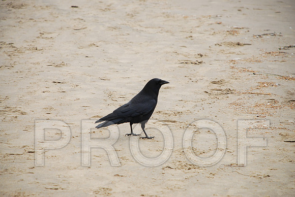 RVN_3836