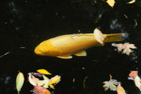RVN_3780