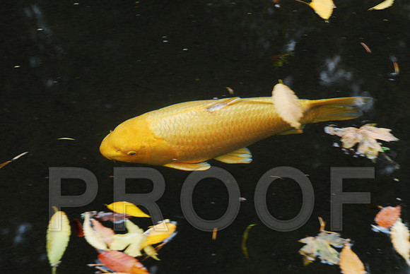 RVN_3780