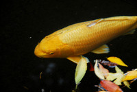 RVN_3781