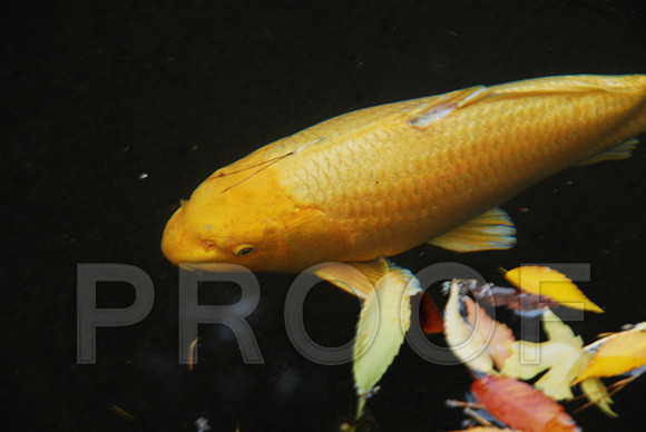 RVN_3781